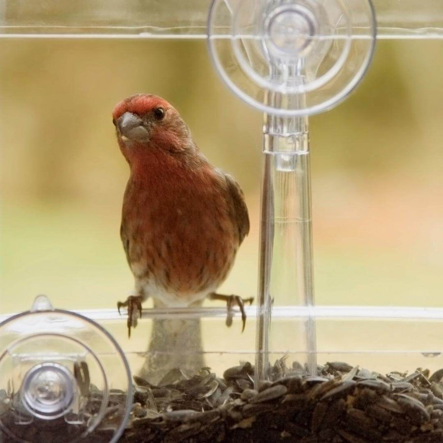 Window Bird Feeder